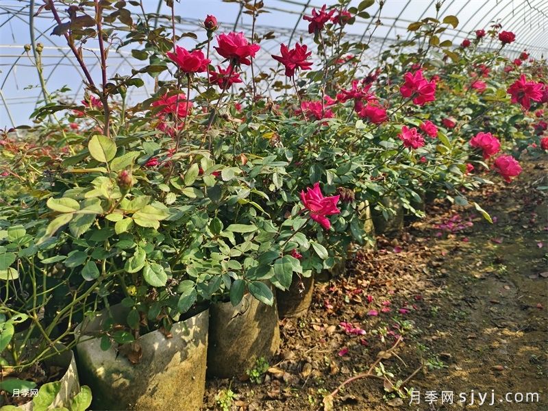 樱桃伯尼卡月季/美丽樱桃月季Cherry Bonica(图4)