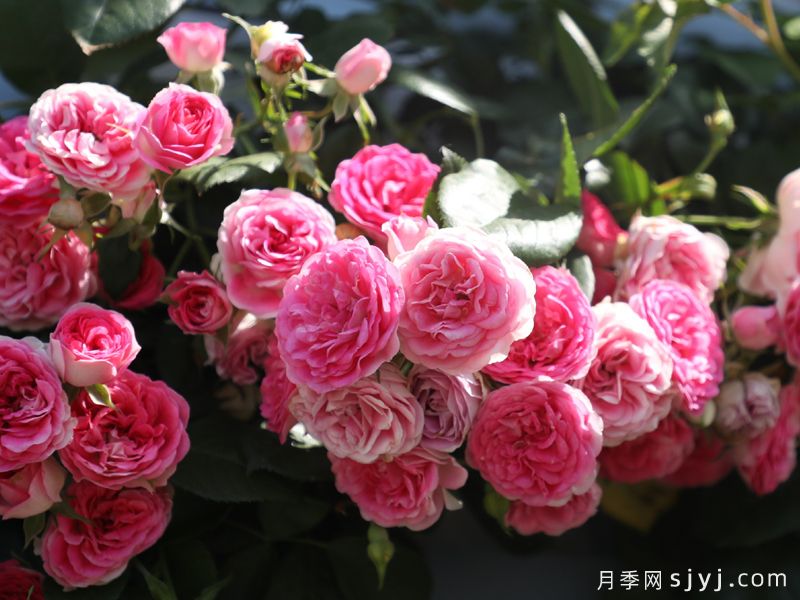 胭脂扣月季(图3)