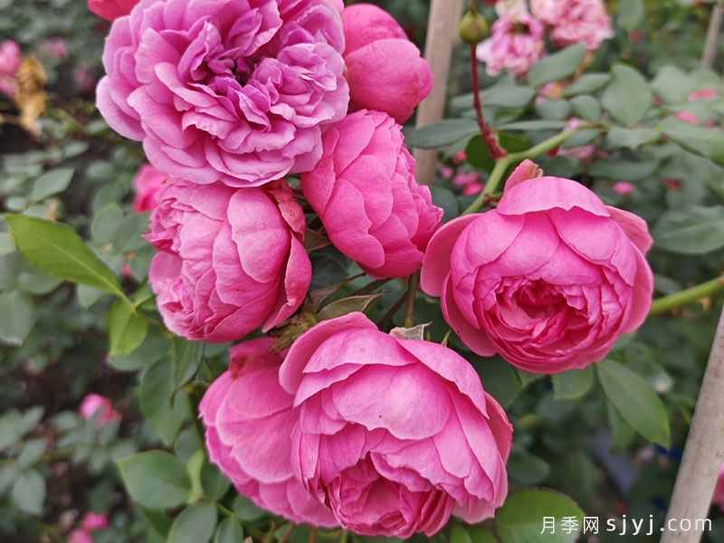 艾拉绒球月季Pomponella(图2) 艾拉绒球月季Pomponella(图2)
