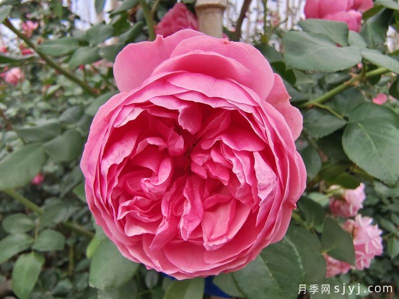 艾拉绒球月季Pomponella(图3) 艾拉绒球月季Pomponella(图3)