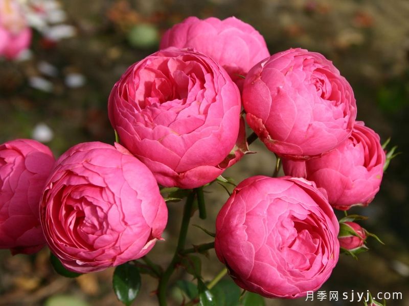 艾拉绒球月季Pomponella(图4) 艾拉绒球月季Pomponella(图4)