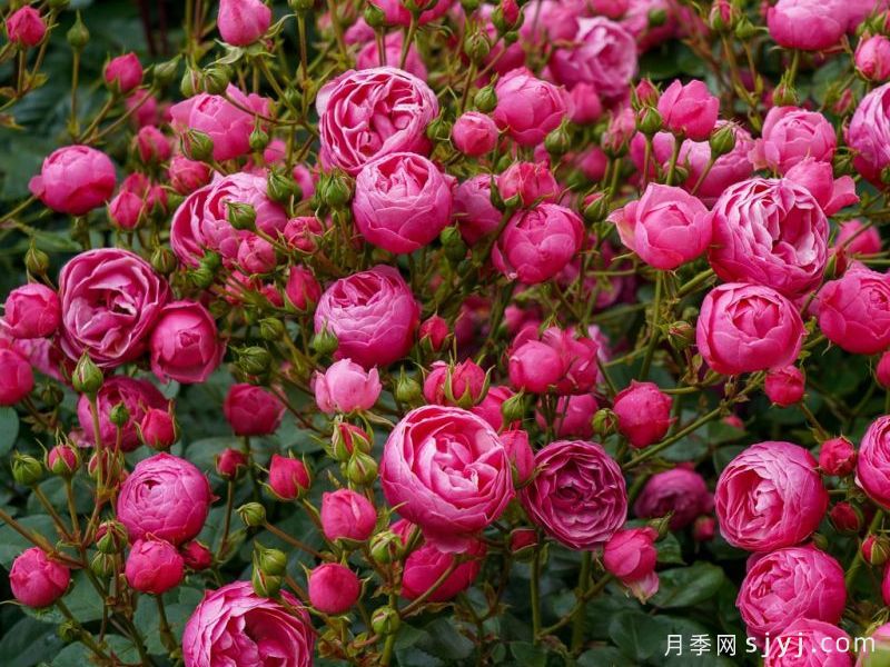 艾拉绒球月季Pomponella(图5) 艾拉绒球月季Pomponella(图5)