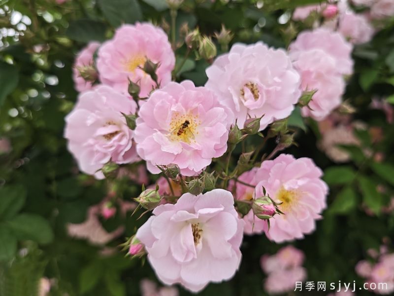 粉团蔷薇(图2)