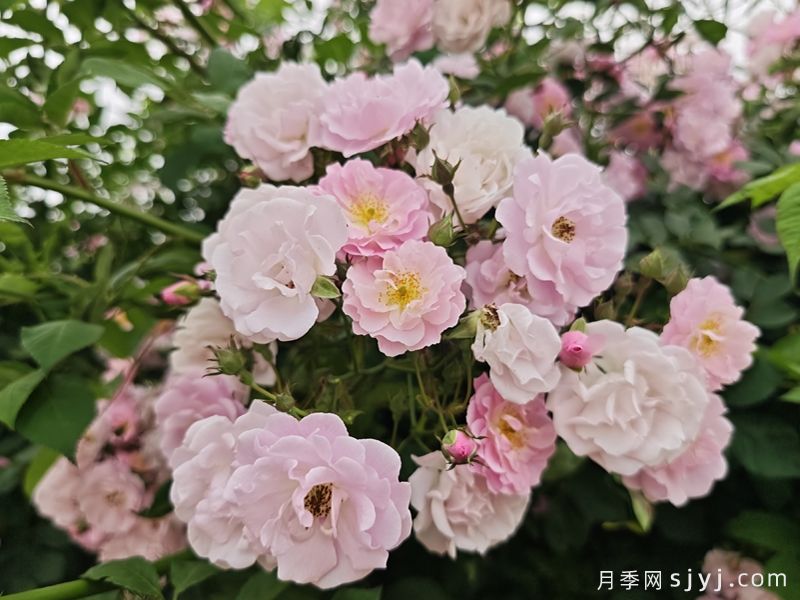 粉团蔷薇(图4)