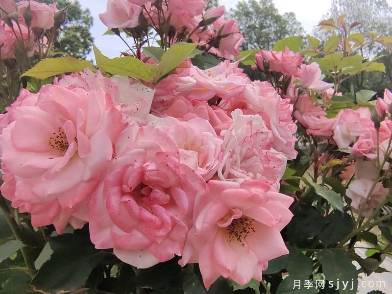 藤本樱霞月季Sakuragasumi(图2)