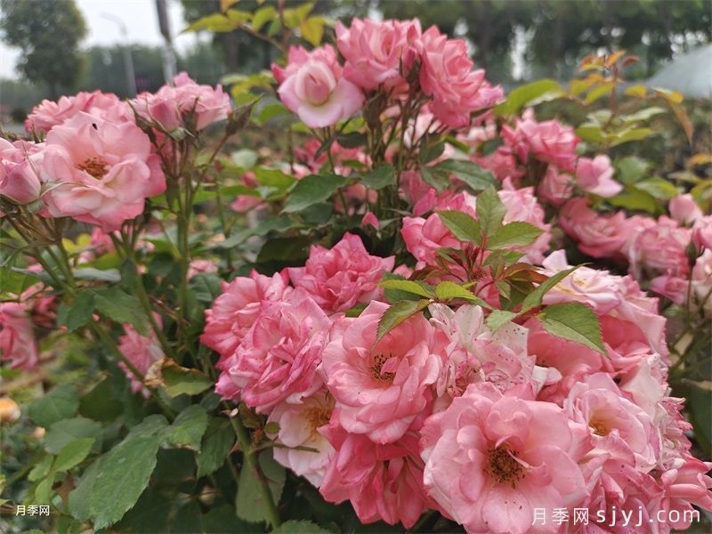 藤本樱霞月季Sakuragasumi(图5)