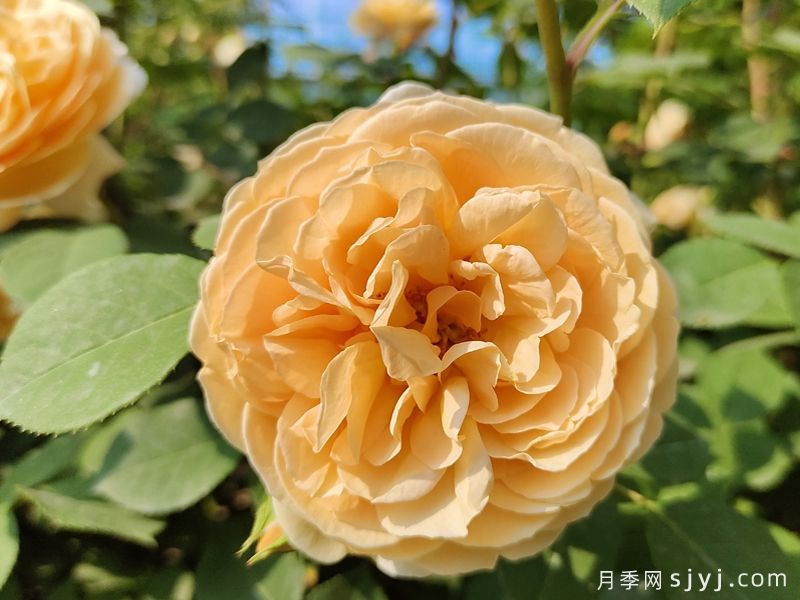 玛格丽特王妃月季Crown Princess Margareta(图1)