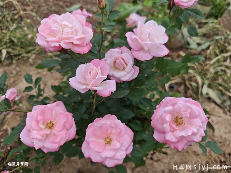 樱霞月季Sakuragasumi(图2)
