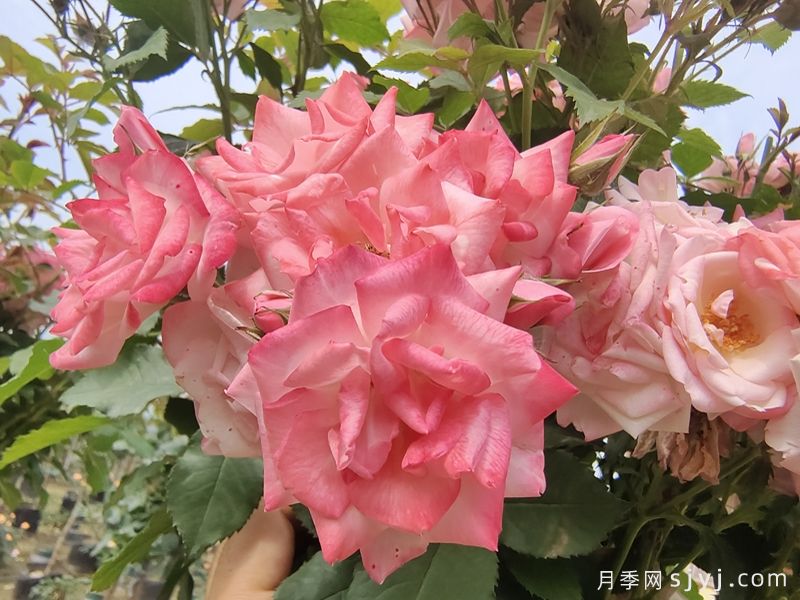 樱霞月季Sakuragasumi(图3)