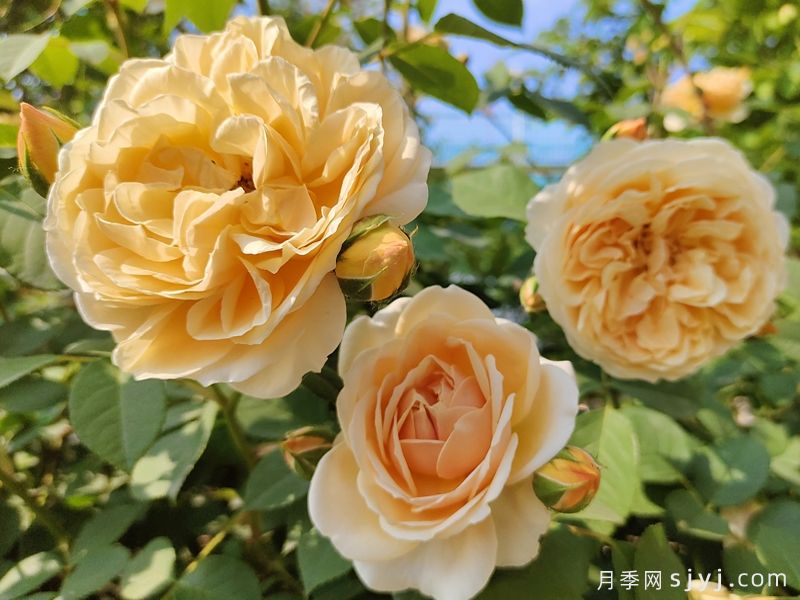玛格丽特王妃月季Crown Princess Margareta(图3)