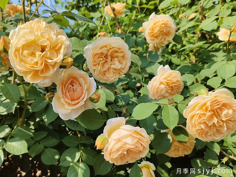 玛格丽特王妃月季Crown Princess Margareta(图4)
