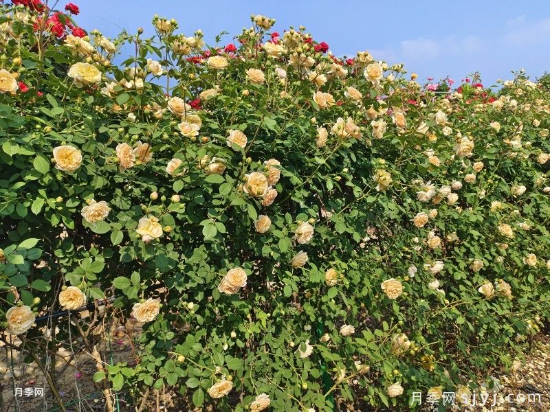 玛格丽特王妃月季Crown Princess Margareta(图5)