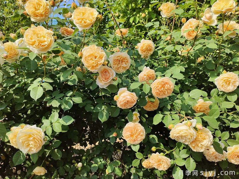 玛格丽特王妃月季Crown Princess Margareta(图7)