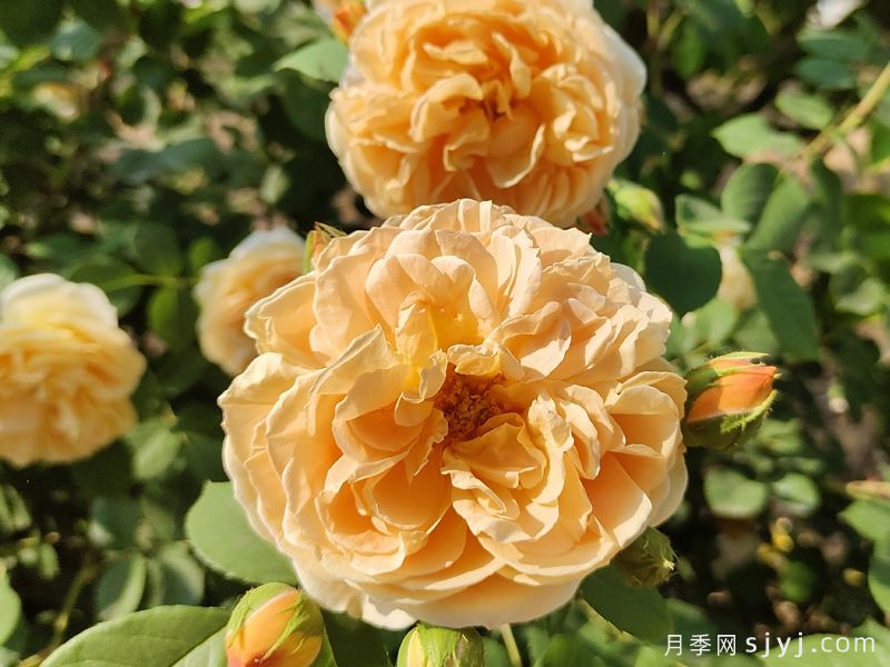 玛格丽特王妃月季Crown Princess Margareta(图2)