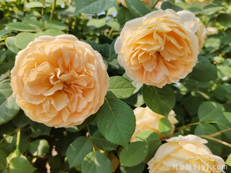 玛格丽特王妃月季Crown Princess Margareta(图6)