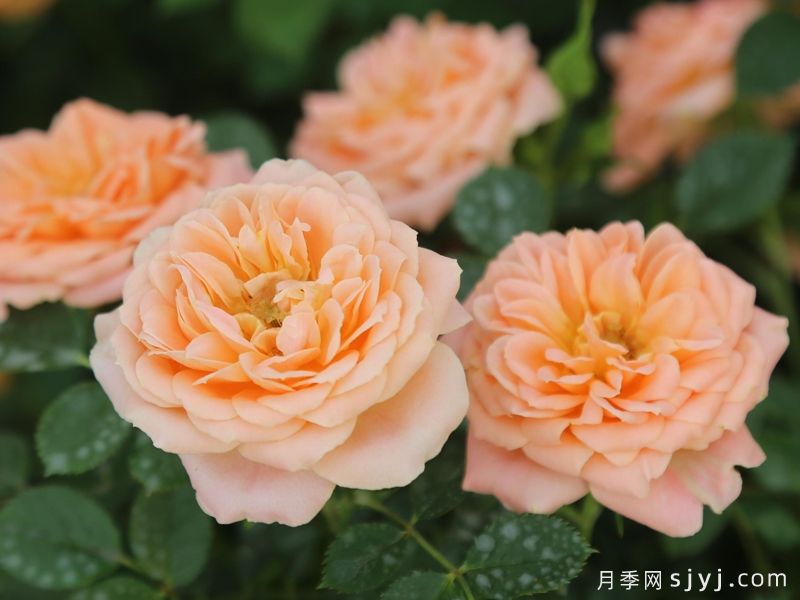 甜梦月季/甜蜜之梦Sweet Dream(图5)