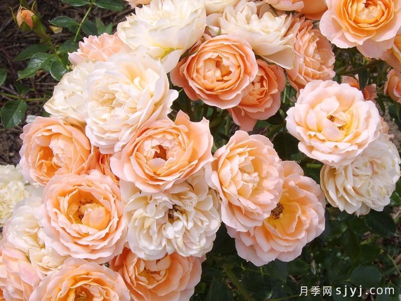 甜梦月季/甜蜜之梦Sweet Dream(图6)