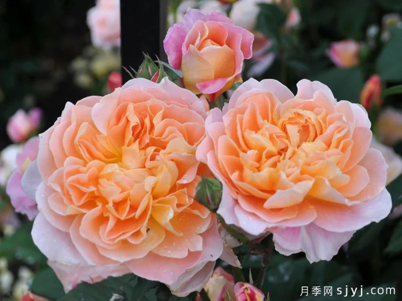 印象派月季The Impressionist(图1) 印象派月季The Impressionist(图1)
