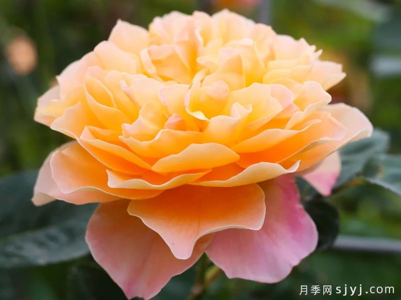 印象派月季The Impressionist(图2) 印象派月季The Impressionist(图2)