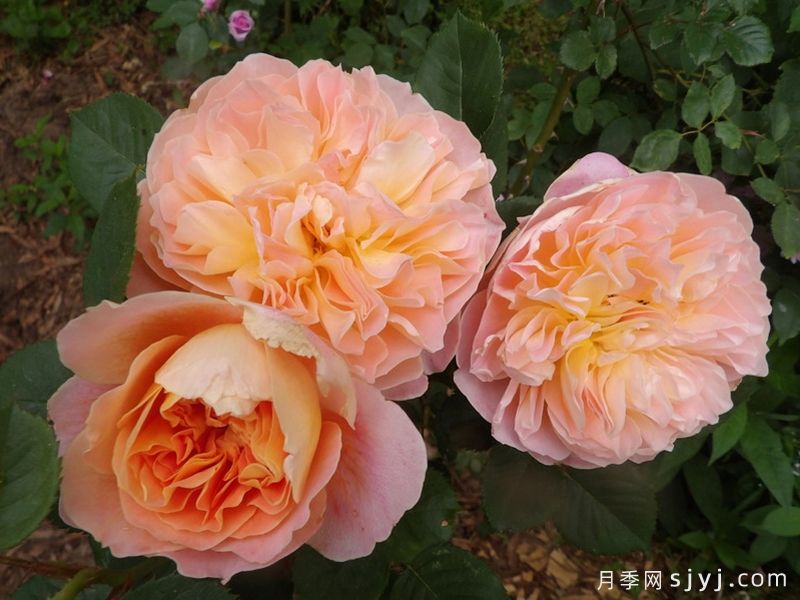 印象派月季The Impressionist(图3) 印象派月季The Impressionist(图3)