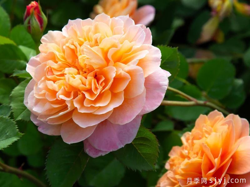 印象派月季The Impressionist(图5) 印象派月季The Impressionist(图5)