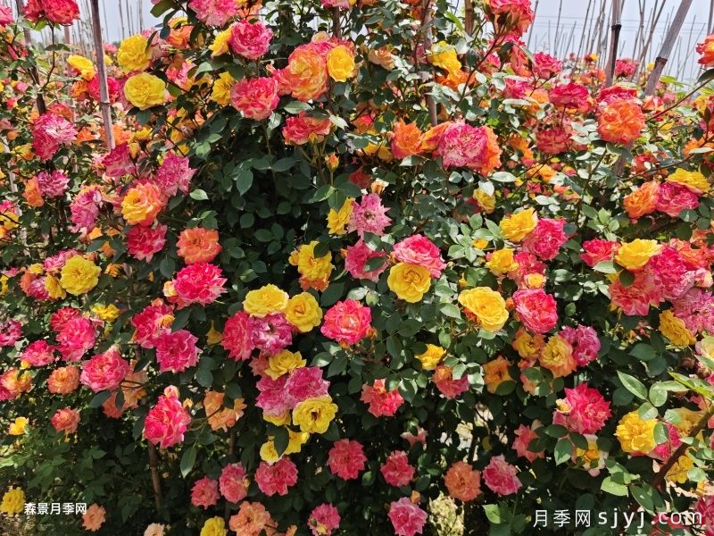 藤彩虹月季Cl Rainbows End(图3)