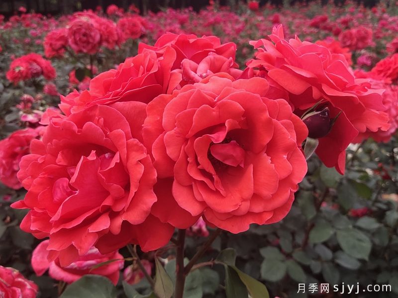 绯扇月季/菲扇Hiogi(图2)