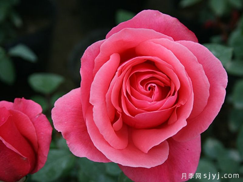 粉扇月季Pink Hiogi(图2)