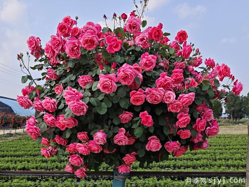 粉扇月季Pink Hiogi(图8)