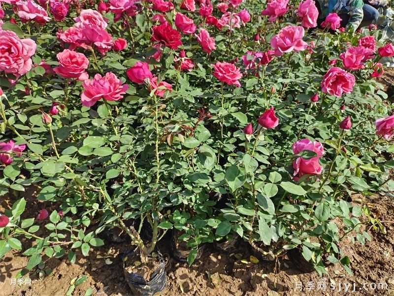 粉扇月季Pink Hiogi(图5)