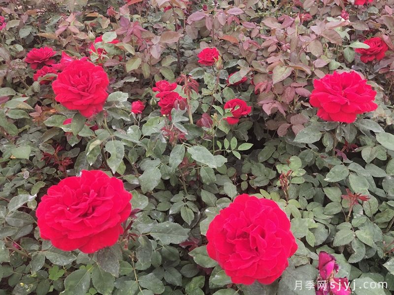 梅朗口红月季/梅郎口红Rouge(图5)