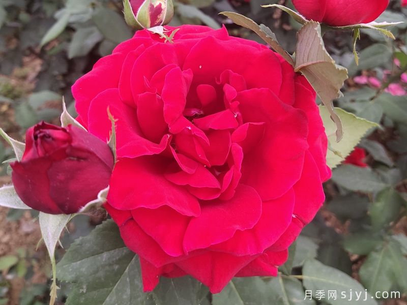 梅朗口红月季/梅郎口红Rouge(图6)
