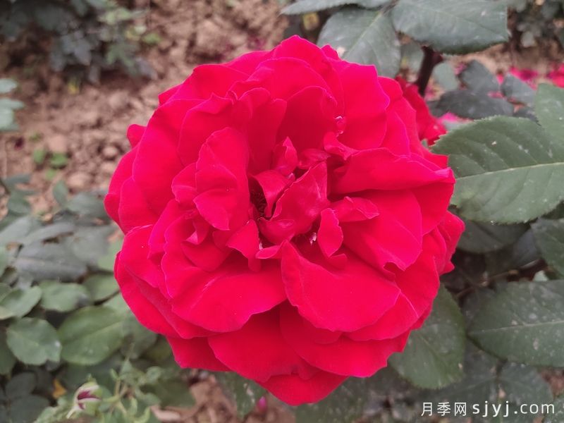 梅朗口红月季/梅郎口红Rouge(图3)