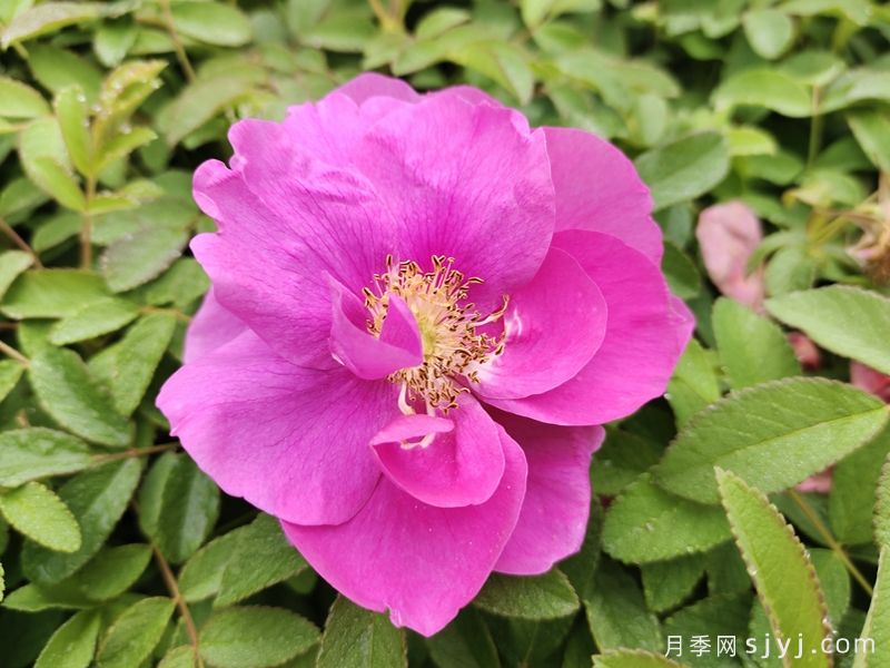 四季玫瑰/紫枝玫瑰/平阴二号(图1)