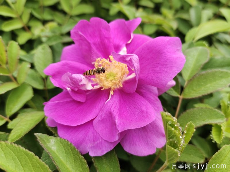 四季玫瑰/紫枝玫瑰/平阴二号(图2)