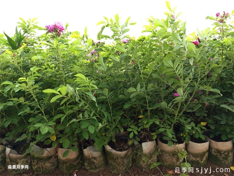 四季玫瑰/紫枝玫瑰/平阴二号(图6)