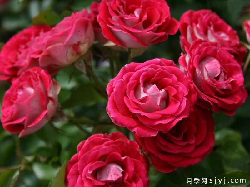 红宝石冰月季/岳之梦Ruby Ice(图1)