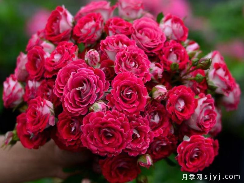 红宝石冰月季/岳之梦Ruby Ice(图4)