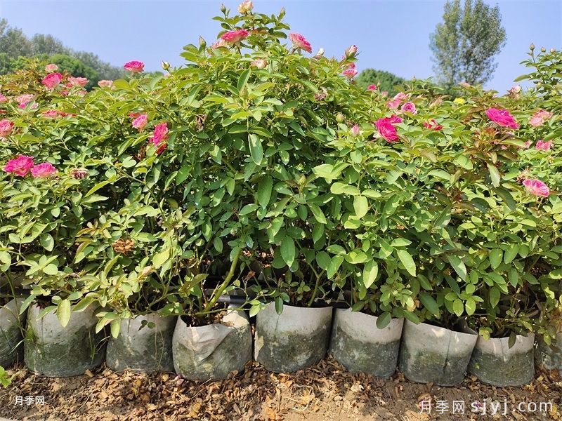 红宝石冰月季/岳之梦Ruby Ice(图8)