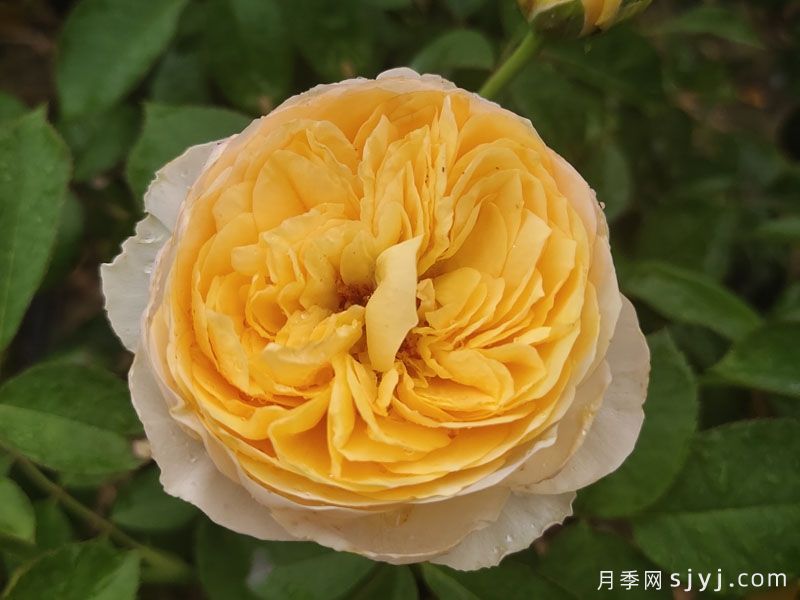 朱丽叶月季/切花朱丽叶Juliet(图1)
