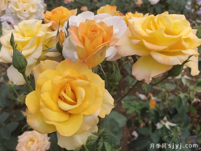金奖章月季Gold Medal(图4)