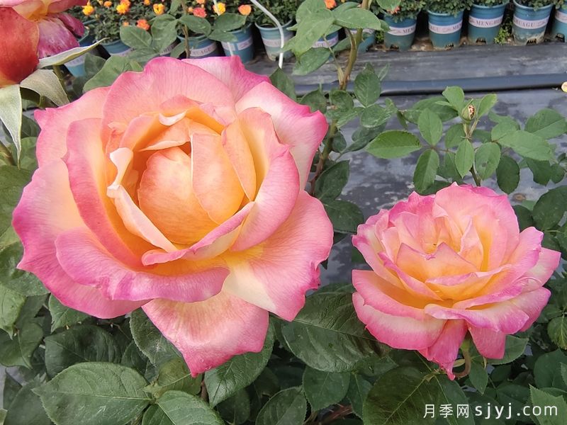 彩云月季Saiun(图7) 彩云月季Saiun(图7)