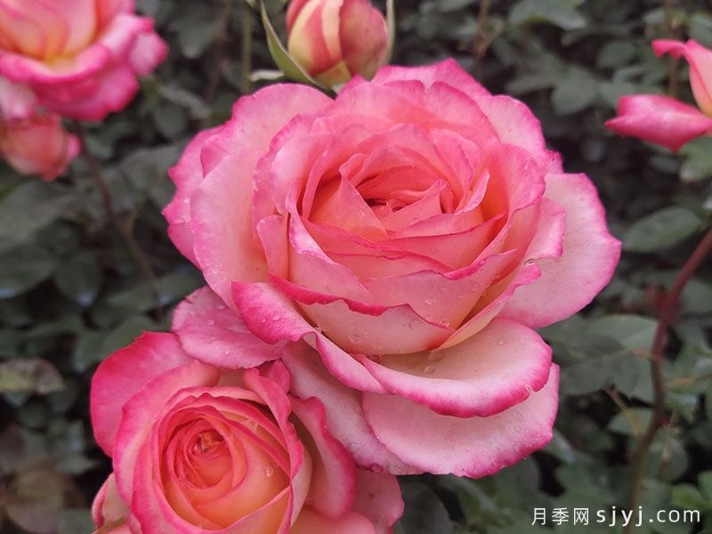 彩云月季Saiun(图2) 彩云月季Saiun(图2)