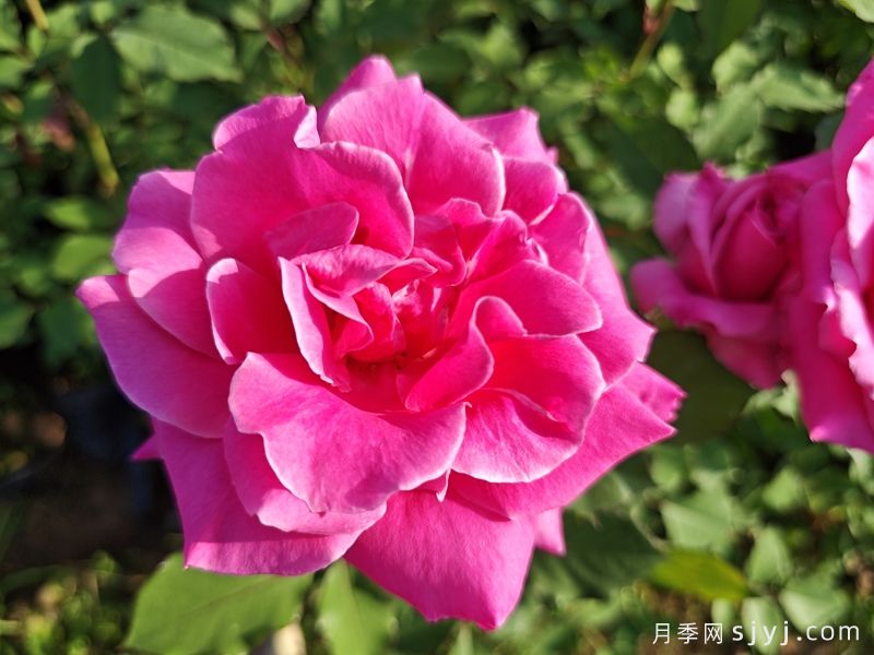全美小姐月季/全美丽人Maria Callas(图3)