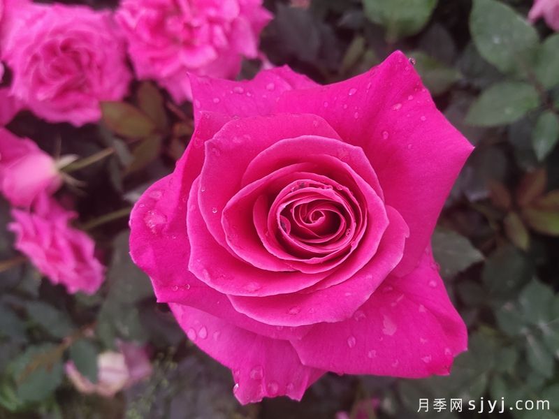 全美小姐月季/全美丽人Maria Callas(图5)