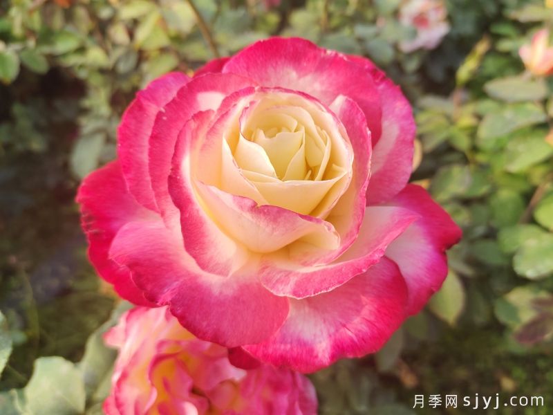 红双喜月季/双份喜悦月季Double Delight(图1)