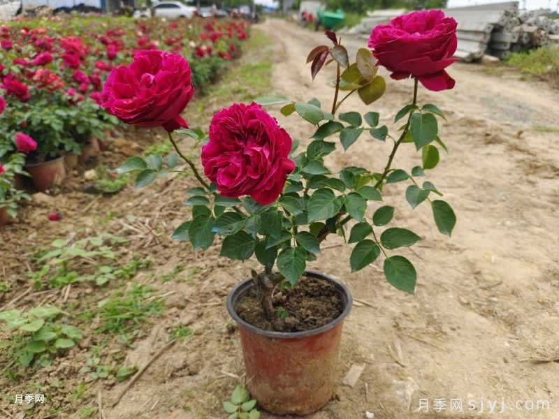 红色龙沙宝石月季/红龙月季Red Eden(图4)