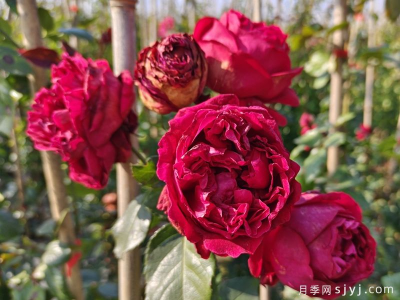 红色龙沙宝石月季/红龙月季Red Eden(图5)