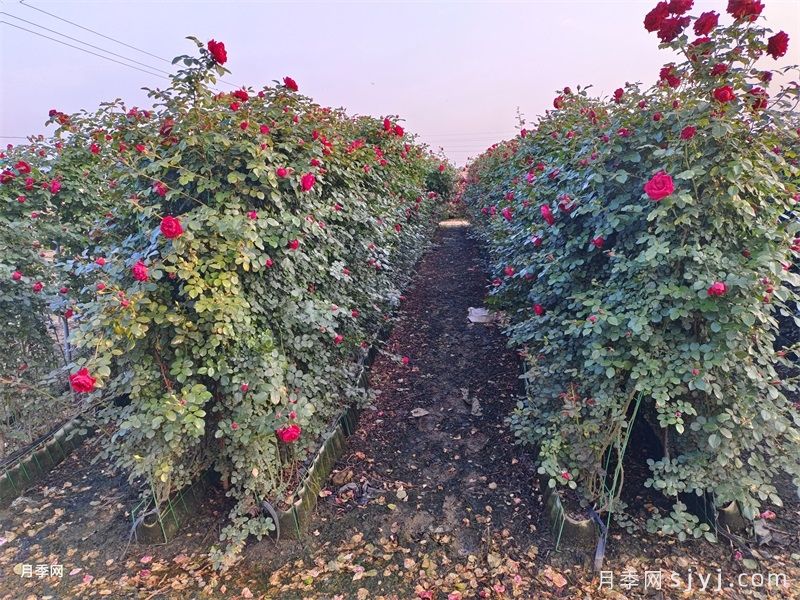 红色龙沙宝石月季/红龙月季Red Eden(图6)
