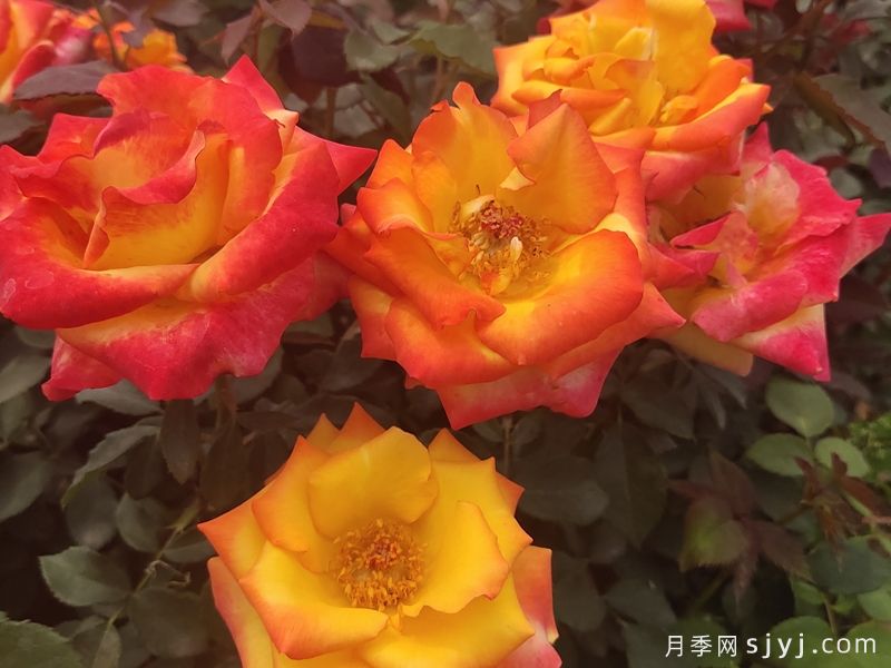 / 却可克月季Chacock(图4)